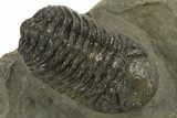 Detailed Morocops Trilobite - Ofaten, Morocco #310274-1